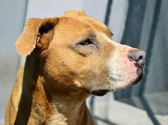 Love-A-Bull Pit Bull Rescue South Africa