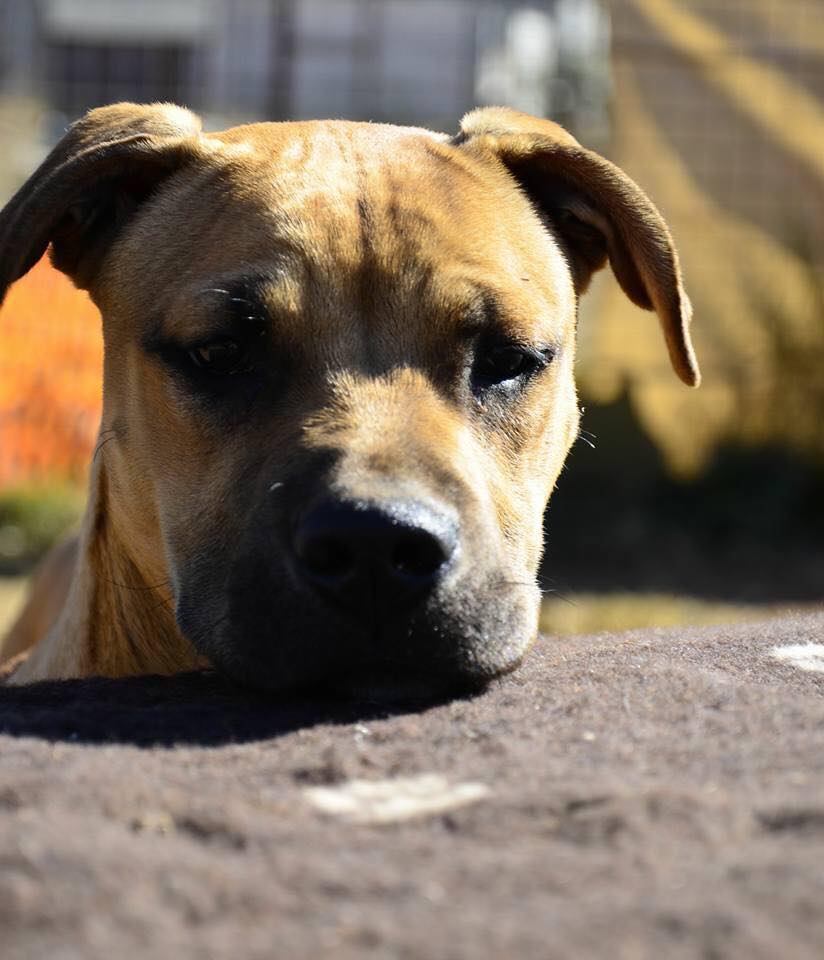 Love-A-Bull Pit Bull Rescue South Africa