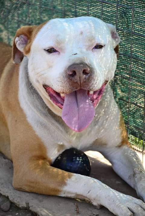 Love-A-Bull Pit Bull Rescue South Africa