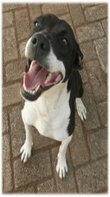 Love-A-Bull Pit Bull Rescue South Africa