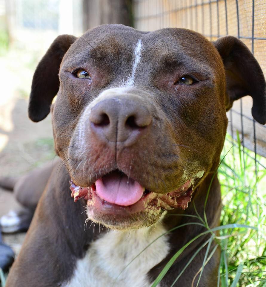 Love-A-Bull Pit Bull Rescue South Africa