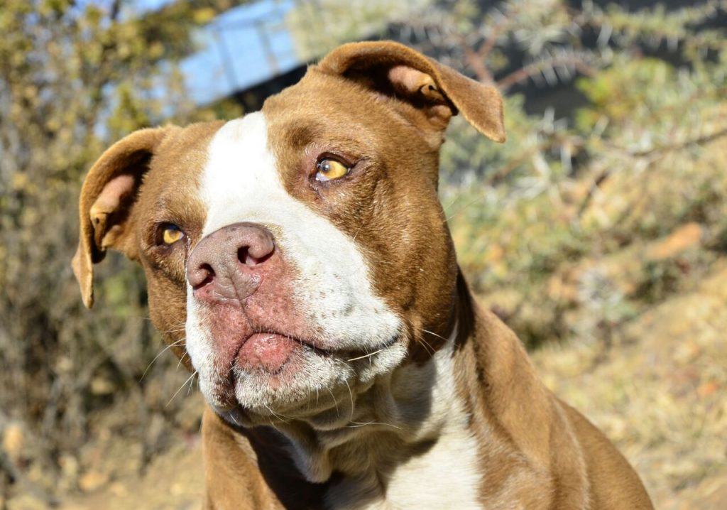Love-A-Bull Pit Bull Rescue South Africa