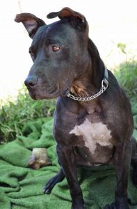 Love-A-Bull: Pitbull Rescue and Adoption South Africa