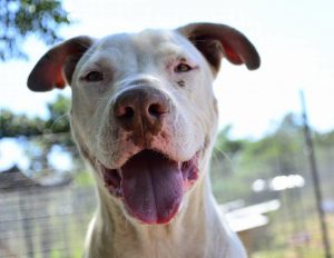 Love-A-Bull: Pitbull Rescue and Adoption South Africa