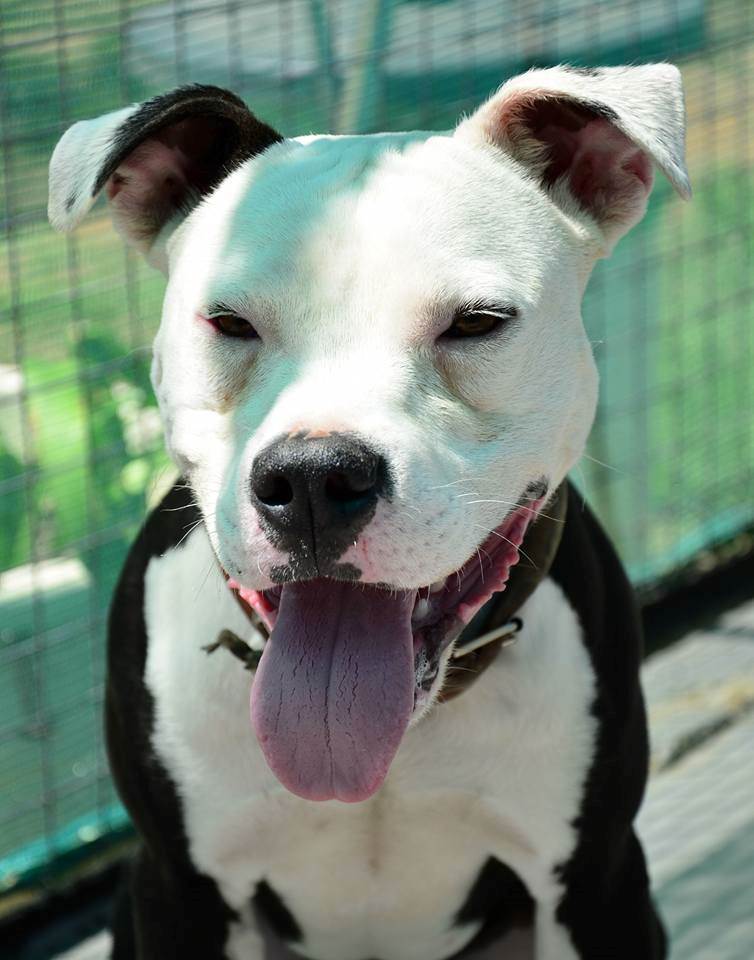 Love-A-Bull Pit Bull Rescue South Africa