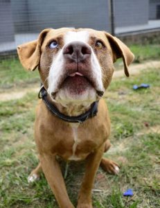 Love-A-Bull: Pitbull Rescue and Adoption South Africa