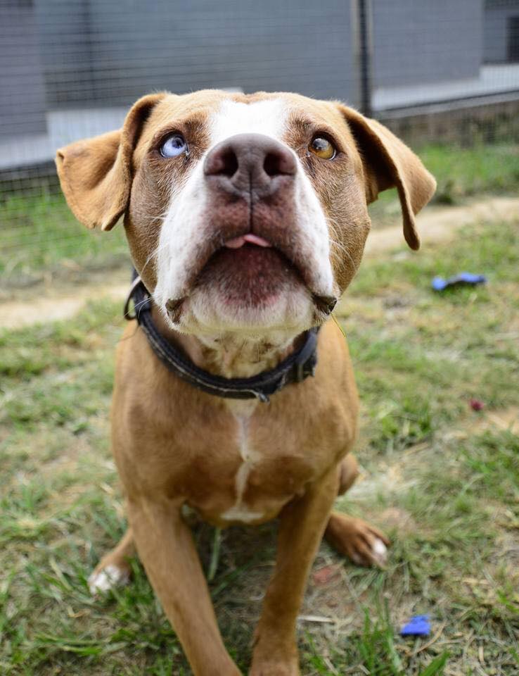 Love-A-Bull Pit Bull Rescue South Africa