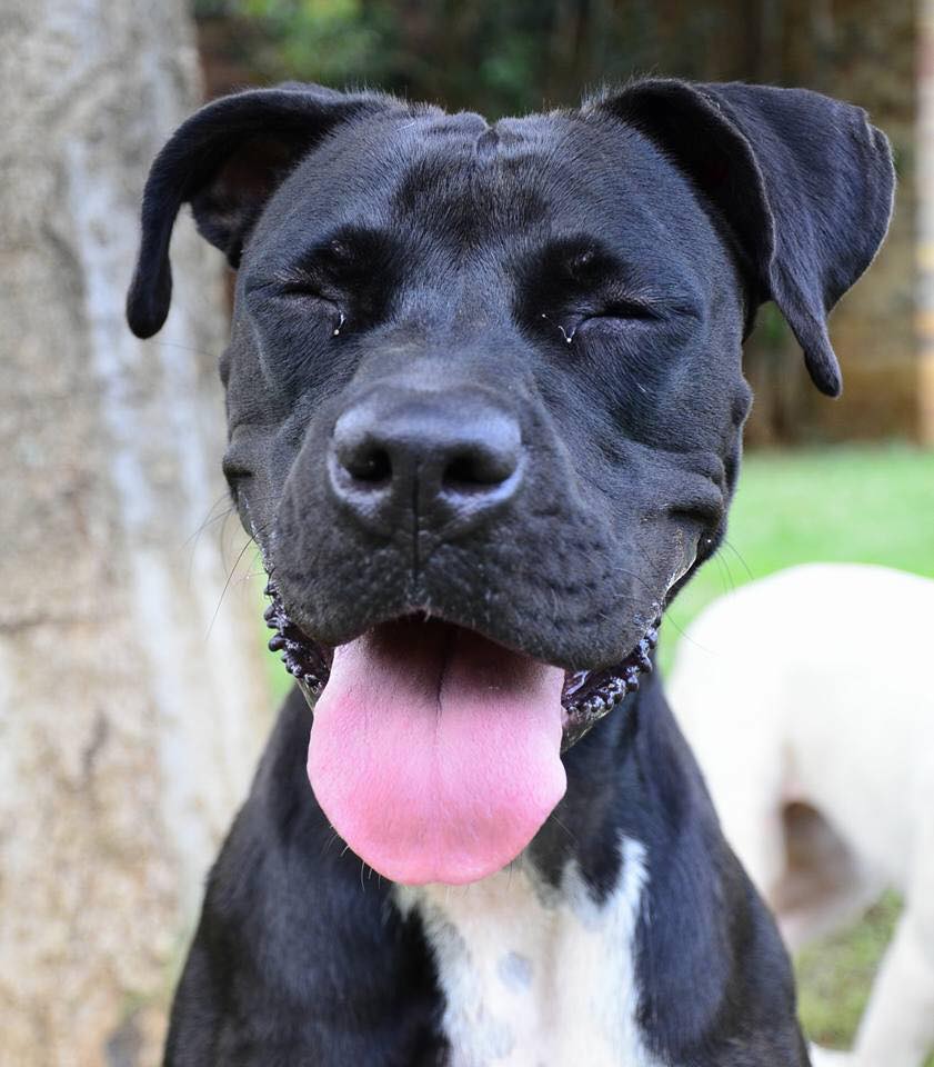Love-A-Bull Pit Bull Rescue South Africa