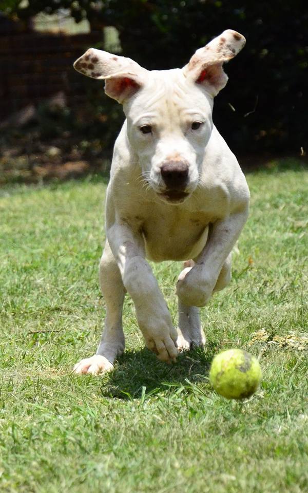 Love-A-Bull Pit Bull Rescue South Africa