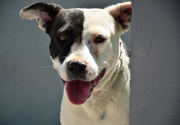 Love-A-Bull Pit Bull Rescue South Africa