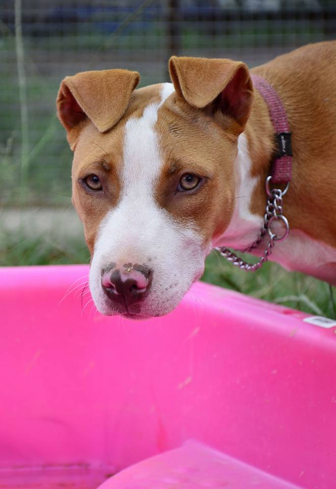 Love-A-Bull Pit Bull Rescue South Africa