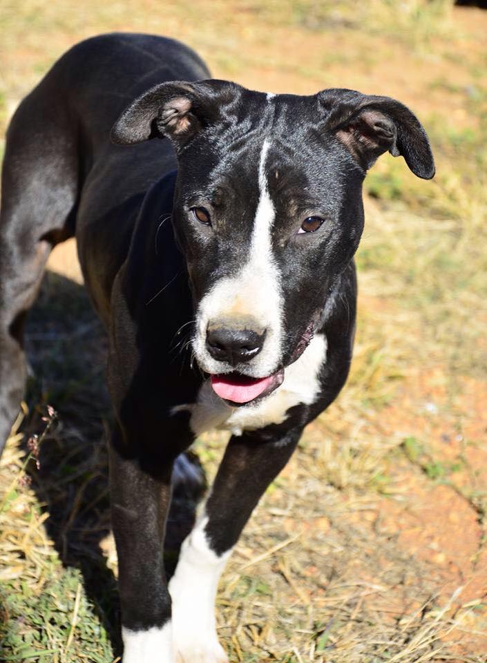 Love-A-Bull Pit Bull Rescue South Africa