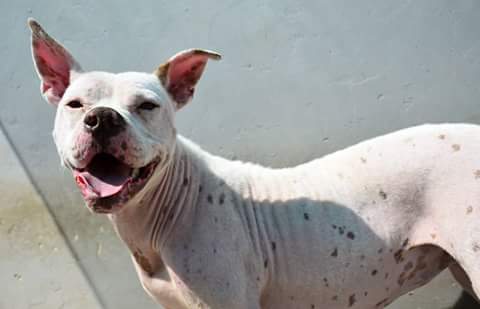Love-A-Bull Pit Bull Rescue South Africa