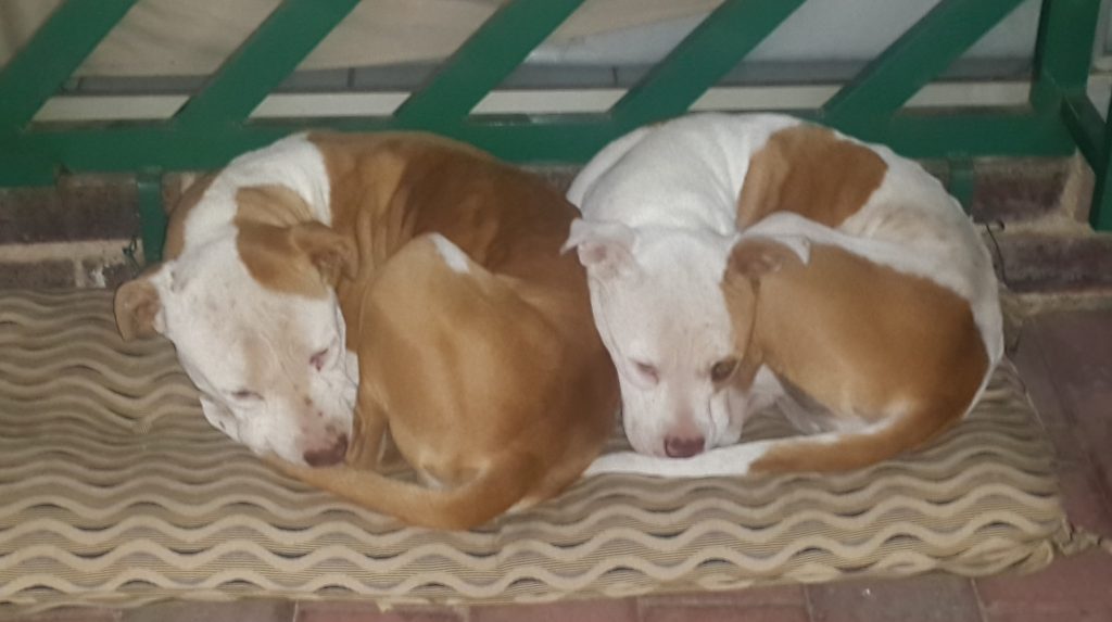 Love-A-Bull Pit Bull Rescue South Africa
