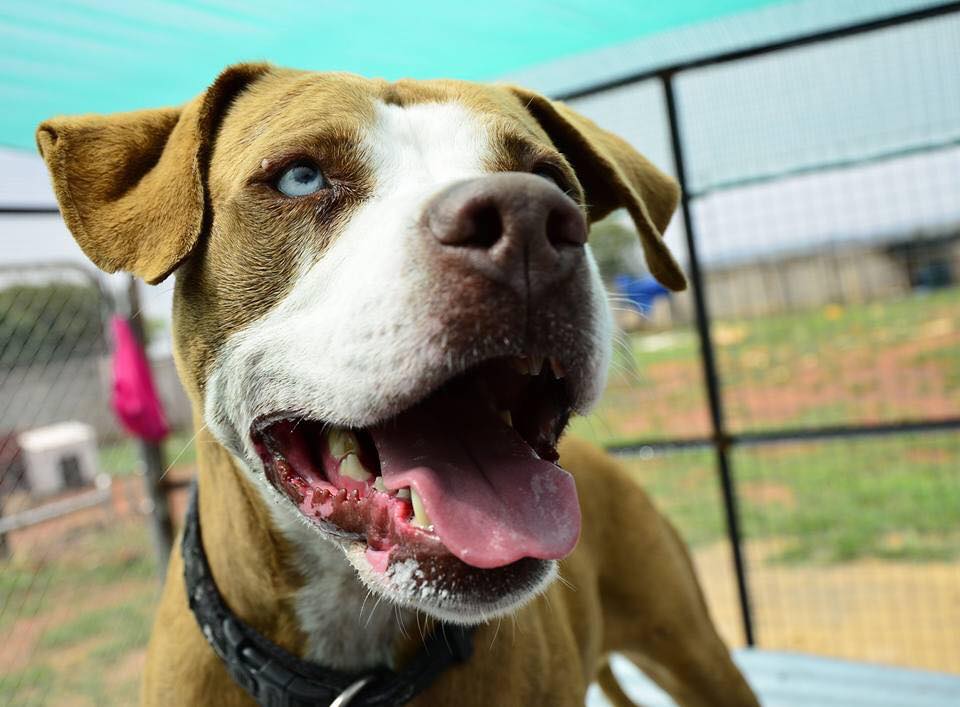 Love-A-Bull Pit Bull Rescue South Africa