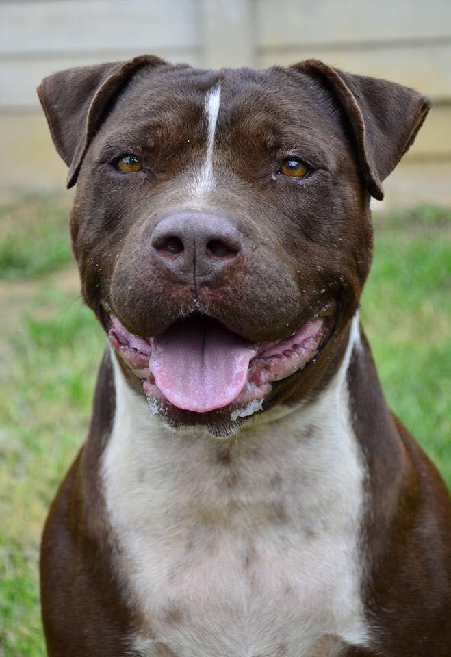 Love-A-Bull Pit Bull Rescue South Africa