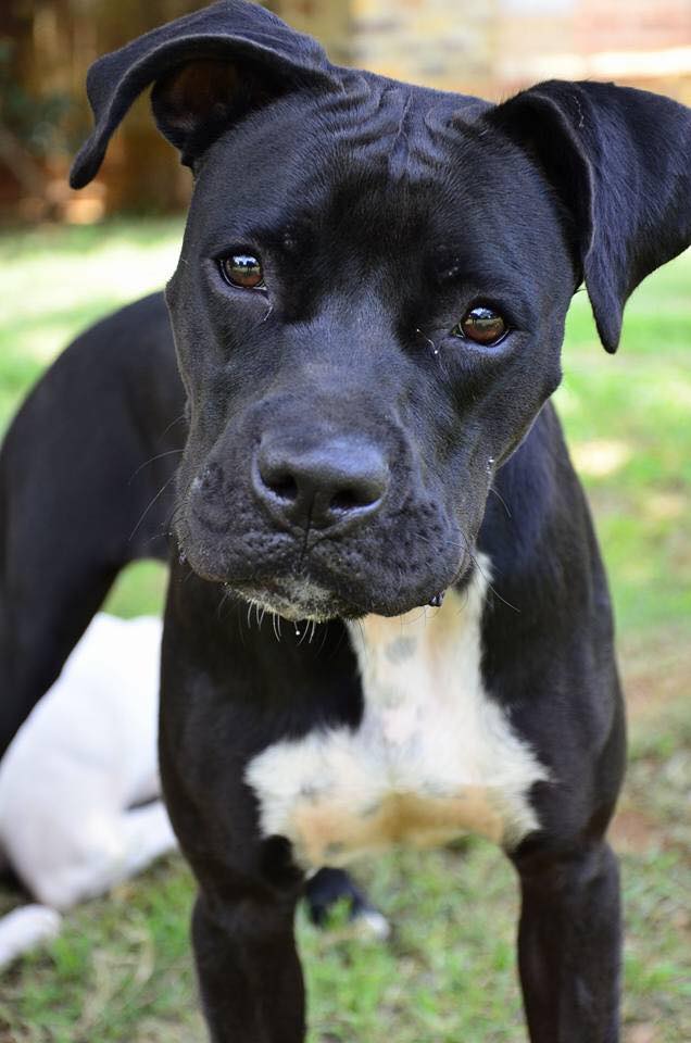 Love-A-Bull Pit Bull Rescue South Africa