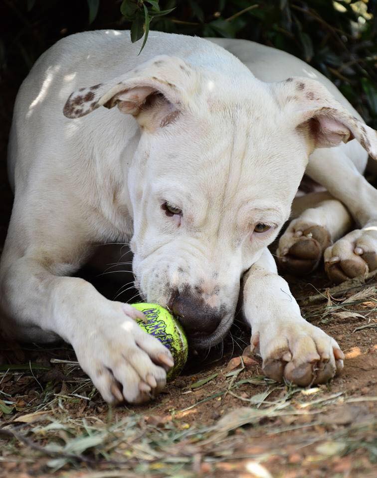 Love-A-Bull Pit Bull Rescue South Africa
