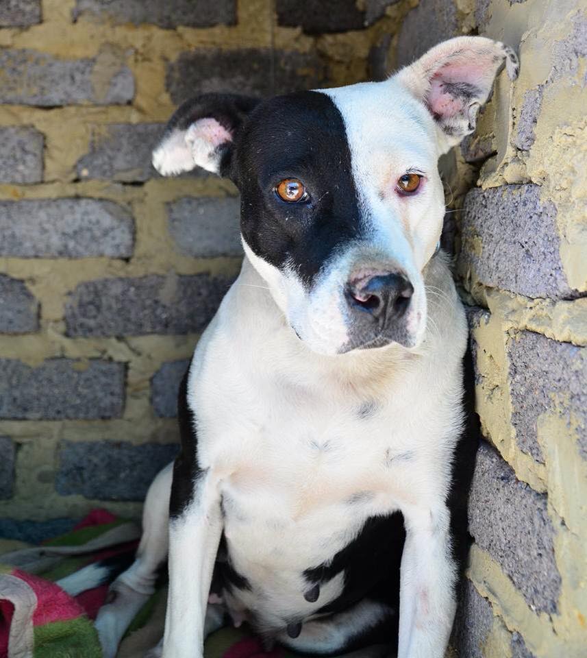 Love-A-Bull Pit Bull Rescue South Africa