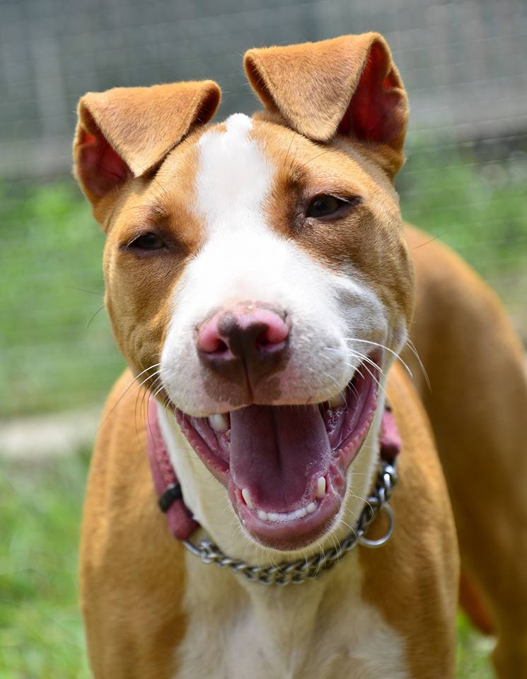 Love-A-Bull Pit Bull Rescue South Africa