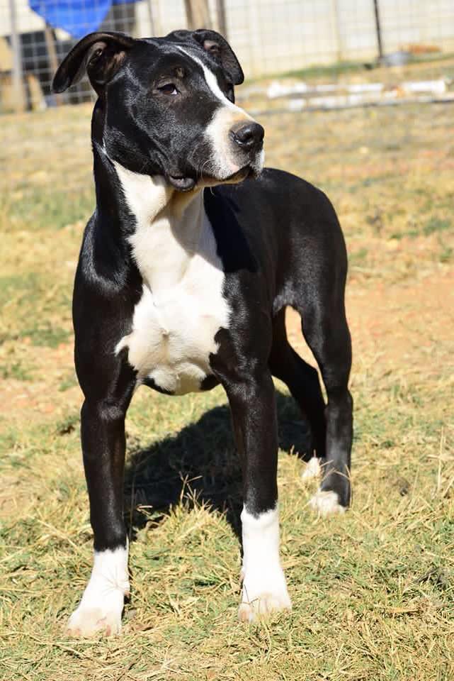 Love-A-Bull Pit Bull Rescue South Africa