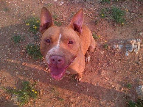 Love-A-Bull Pit Bull Rescue South Africa