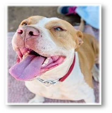 Love-A-Bull Pit Bull Rescue South Africa