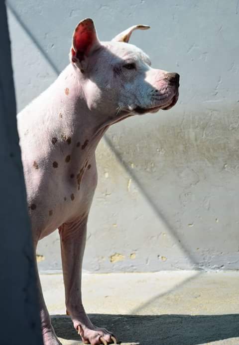 Love-A-Bull Pit Bull Rescue South Africa