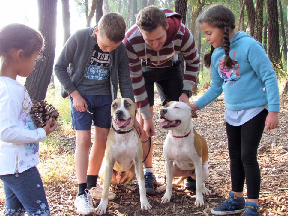 Love-A-Bull: Pitbull Rescue and Adoption South Africa