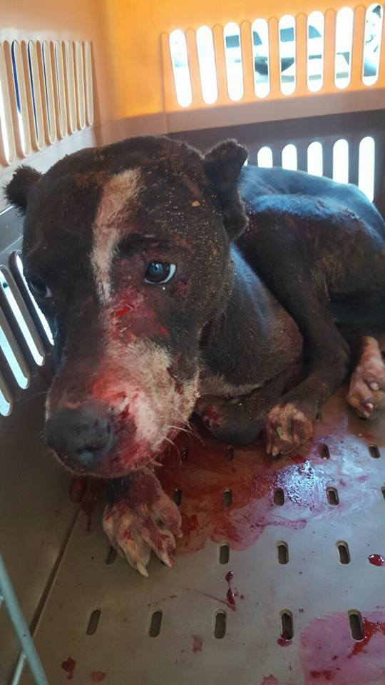 Love-A-Bull Pit Bull Rescue South Africa