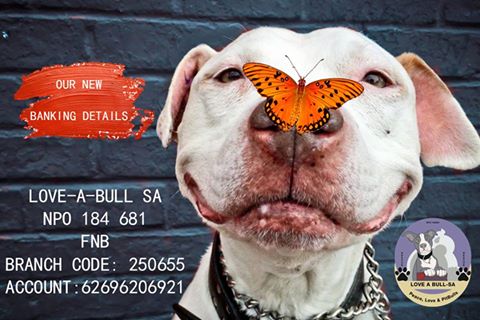 Love-A-Bull Pit Bull Rescue South Africa