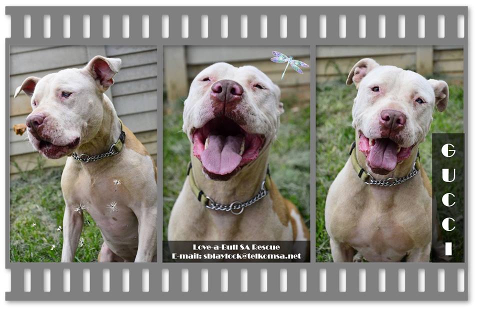 Love-A-Bull Pit Bull Rescue South Africa