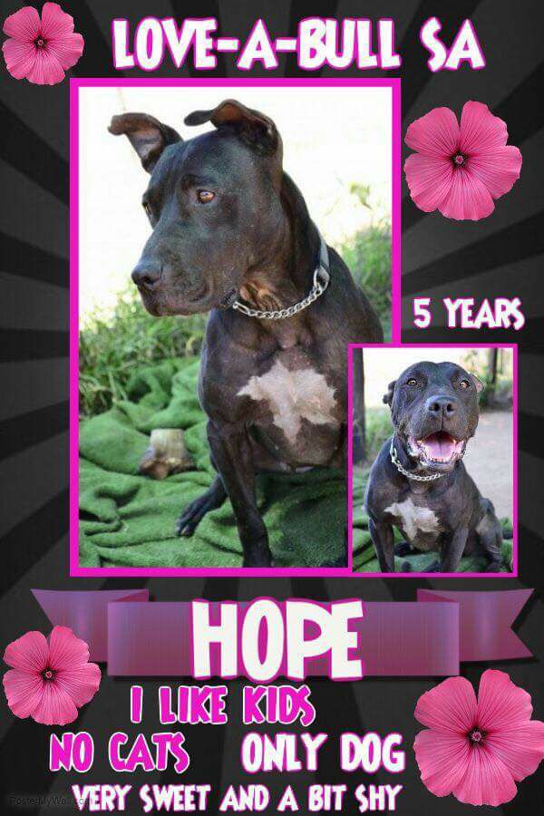 Love-A-Bull Pit Bull Rescue South Africa