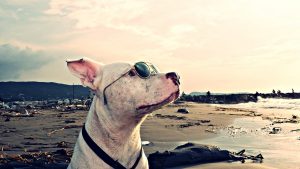Love-A-Bull: Pitbull Rescue and Adoption South Africa