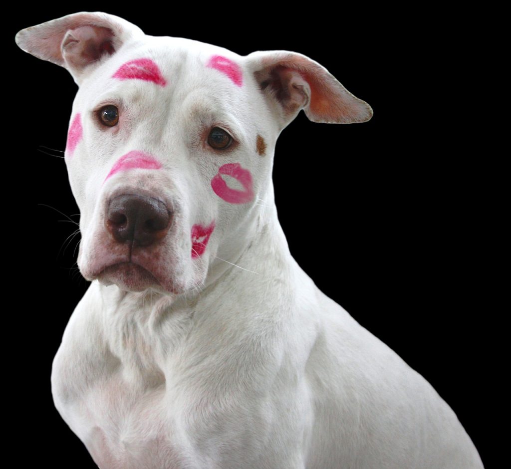 Love-A-Bull: Pitbull Rescue and Adoption South Africa