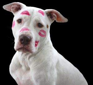 Love-A-Bull: Pitbull Rescue and Adoption South Africa