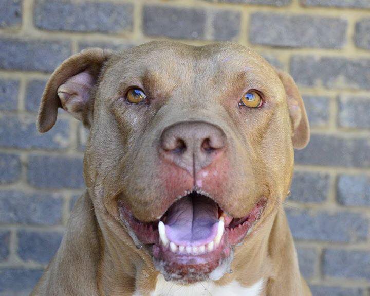 Love-A-Bull Pit Bull Rescue South Africa