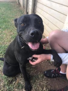 Love-A-Bull: Pitbull Rescue and Adoption South Africa