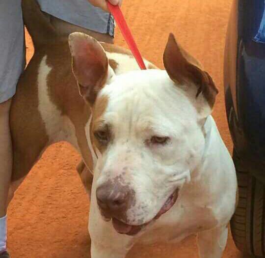 Love-A-Bull Pit Bull Rescue South Africa