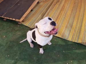 Love-A-Bull: Pitbull Rescue and Adoption South Africa