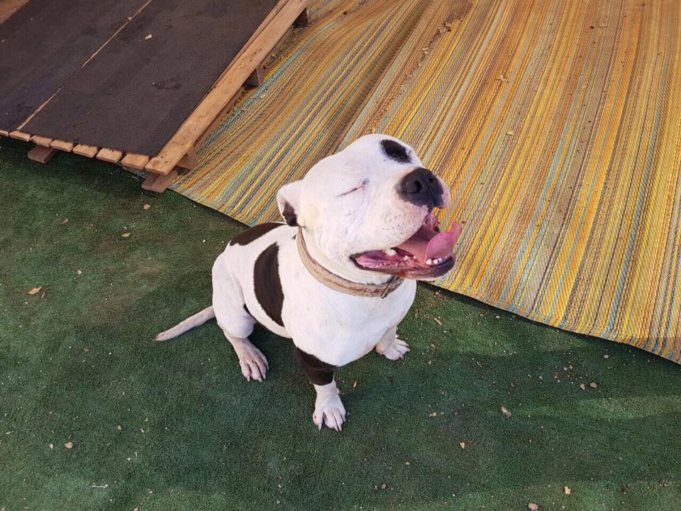 Love-A-Bull Pit Bull Rescue South Africa