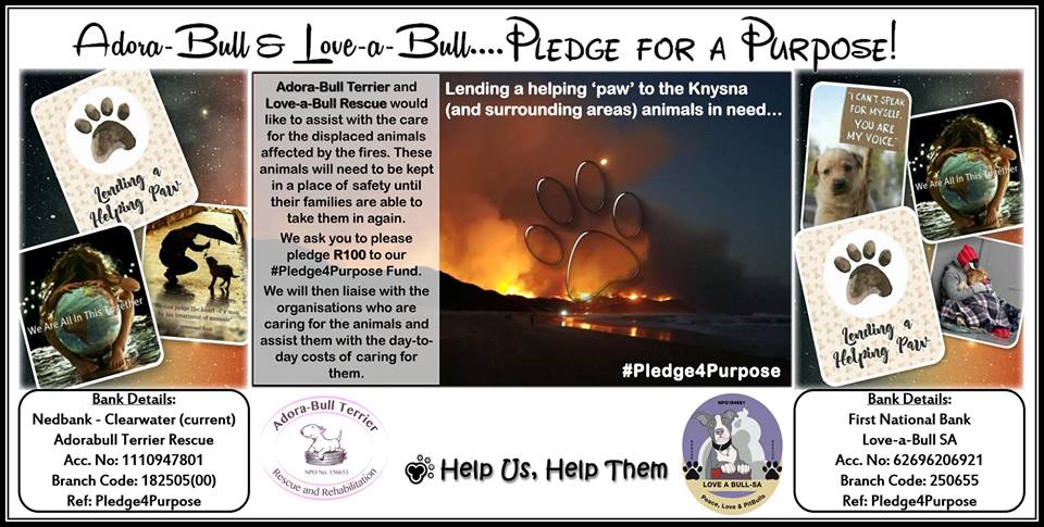 Love-A-Bull Pit Bull Rescue South Africa