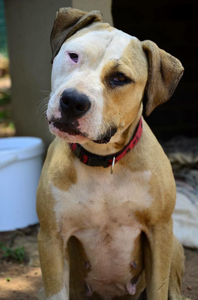 Love-A-Bull Pit Bull Rescue South Africa