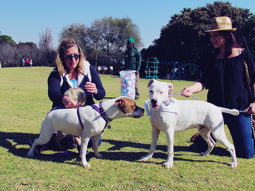 Love-A-Bull Pit Bull Rescue South Africa