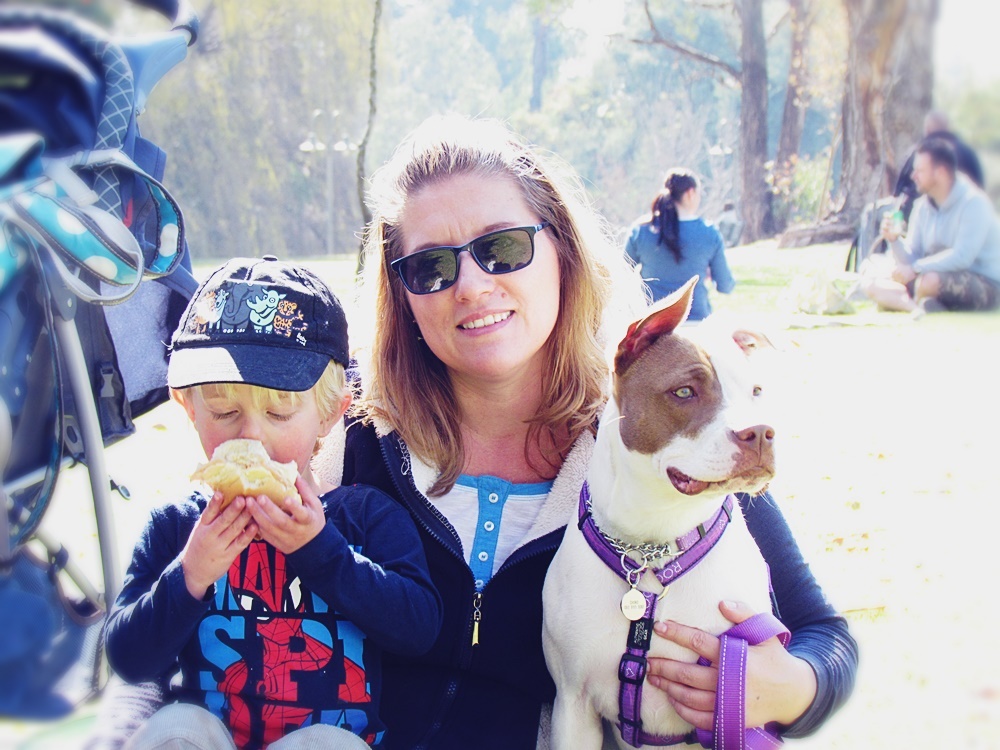 Love-A-Bull: Pitbull Rescue and Adoption South Africa