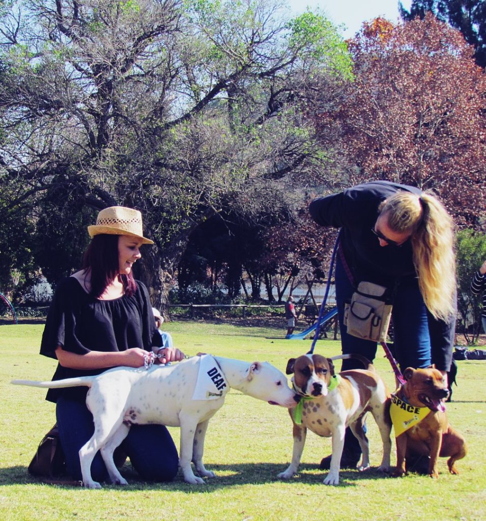 Love-A-Bull Pit Bull Rescue South Africa