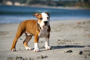 Love-A-Bull: Pitbull Rescue and Adoption South Africa