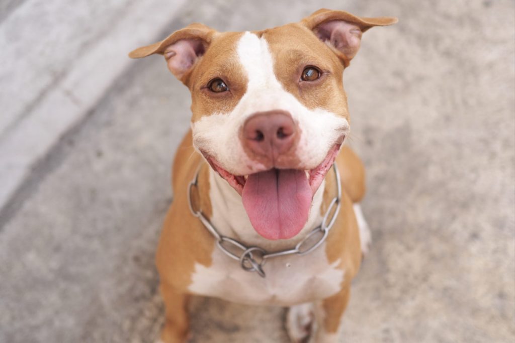 Love-A-Bull: Pitbull Rescue and Adoption South Africa