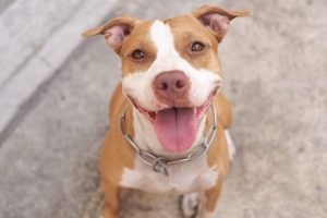 Love-A-Bull: Pitbull Rescue and Adoption South Africa