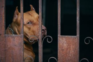 Love-A-Bull: Pitbull Rescue and Adoption South Africa